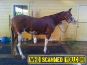 ATTEMPTED HORSE THEFT AND SEVERE NEGLECT