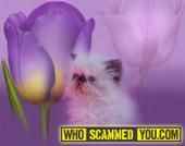 Scam - CFA Cat Breeder's Who Purchased Blood Lines From FIP Lollimops & Catinallity Catteries